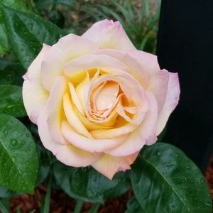 Meet your Posher, Renee